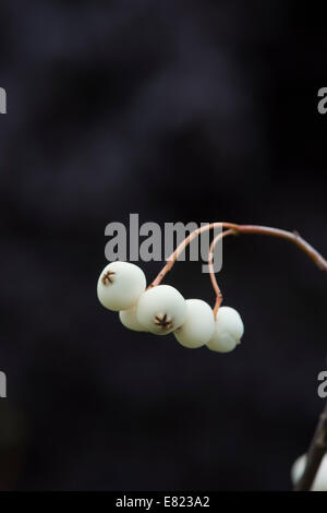 Sorbus koehneana de baies. Fruits blanc Rowan chinois. Mountain ash Koehne berry contre un fond sombre Banque D'Images