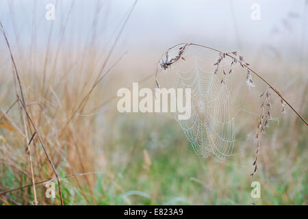 Couvert de rosée spiders web sur un morceau d'herbe dans la campagne anglaise Banque D'Images