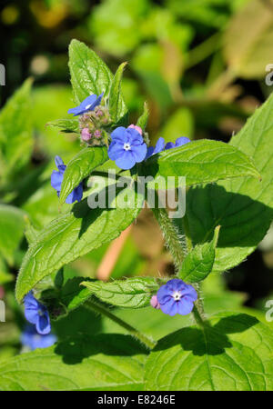 Orcanette vert - Pentaglottis sempervirens fleur bleue de haies Banque D'Images