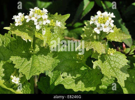 L'alliaire officinale - Alliaria petiolata fleurs haie blanc Banque D'Images