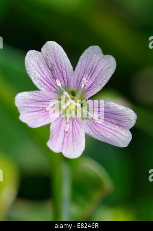 Pourpier rose - le Montia sibirica fleur sauvage du bois humide Banque D'Images