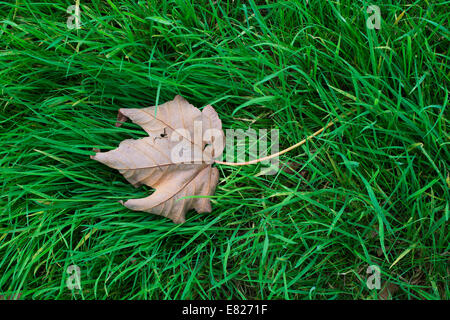 Acer Velutinum. Velvet / érable feuille d'érable Perse à l'automne sur l'herbe Banque D'Images