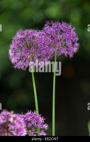 Fleurs de Allium Banque D'Images