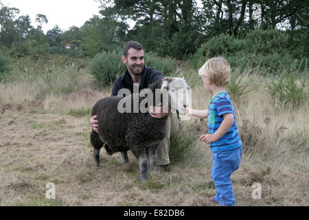 Country Fair : jeune garçon mets rare-moutons de race Banque D'Images