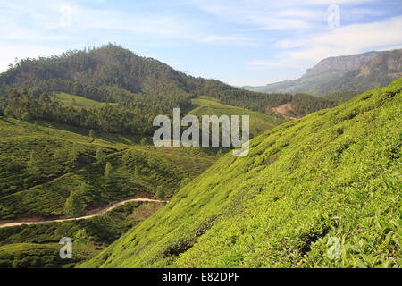 Les plantations de thé sur les collines escarpées, Munnar, Kerala, Inde Banque D'Images