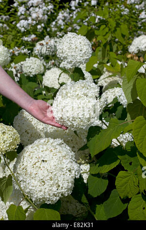 L'Hydrangea arborescens 'Annabelle' grande fleur blanche chefs Banque D'Images