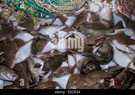 Les prises accessoires de queue jaune jaune (Limanda ferruginea) et la Morue franche (Gadus morhua)) sur le pont du chalutier de pêche.banc Stellwagen Banque D'Images