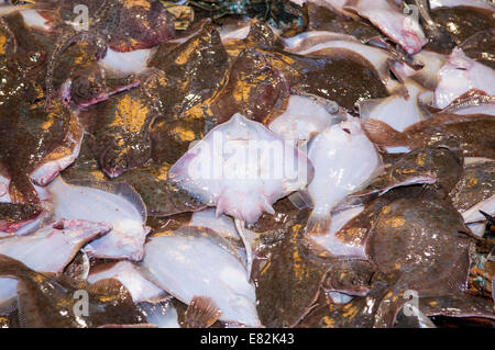 Les prises accessoires de queue jaune jaune (Limanda ferruginea) et Little Skate( Leucoraja erinacea) sur le pont du chalutier de pêche,banc Stellwagen Banque D'Images
