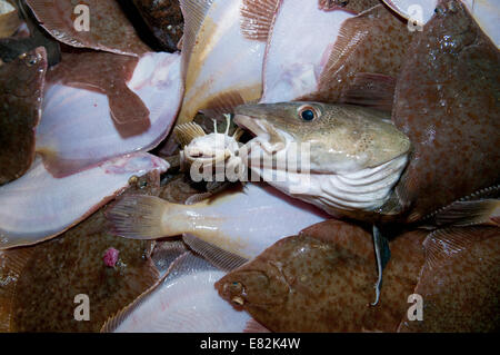 Les prises accessoires de queue jaune jaune (Limanda ferruginea) et la Morue franche (Gadus morhua)) sur le pont du chalutier de pêche.banc Stellwagen Banque D'Images