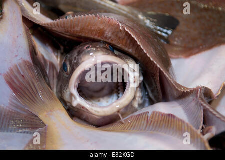 Les prises accessoires de queue jaune jaune (Limanda ferruginea) et la Morue franche (Gadus morhua) sur le pont du chalutier de pêche. Banque D'Images