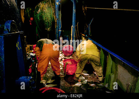 Trier les pêcheurs d'attraper la queue jaune jaune (Limanda ferruginea) et la Morue franche (Gadus morhua) sur le pont du chalutier de pêche Banque D'Images