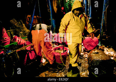 Trier chalutiers capture de queue jaune jaune (Limanda ferruginea) et la Morue franche (Gadus morhua) sur le pont Banque D'Images