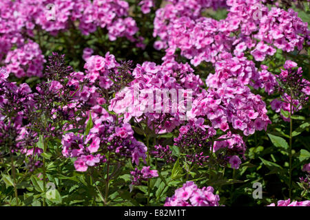 Phlox x arendsii 'Baby Face' Banque D'Images