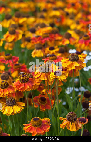 Helenium 'Mardi Gras' Banque D'Images