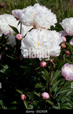 Paeonia 'Border Gem' Banque D'Images
