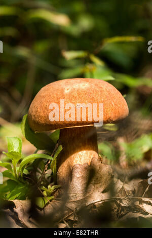 Champignons Porcini sur la litière (Boletus edulis) Banque D'Images