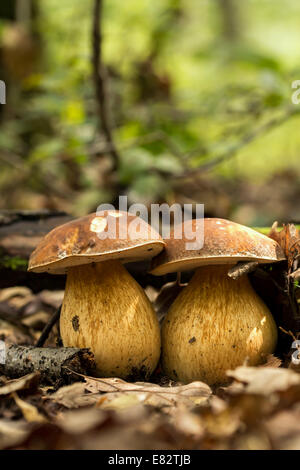 Champignons Porcini sur la litière (Boletus edulis) Banque D'Images