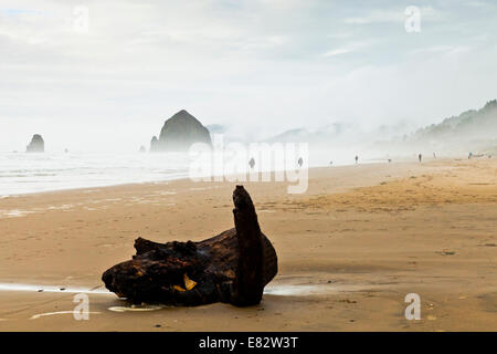 Driftwood sur Cannon Beach, Haystack Rock avec en arrière-plan Banque D'Images