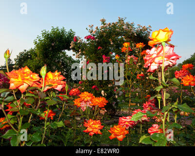 Tôt le matin dans le jardin de rose Banque D'Images