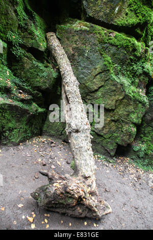 Un arbre d'argent dans l'église proche de Lud Gradbach dans les blattes hills Staffordshire England UK Peak District Banque D'Images