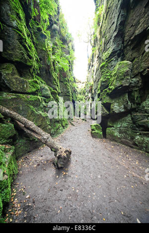 Un arbre d'argent dans l'église proche de Lud Gradbach dans les blattes hills Staffordshire England UK Peak District Banque D'Images