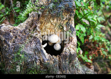 Champignons poussant dans une souche d'arbre mort à l'Roaches Staffordshire Peak District Banque D'Images