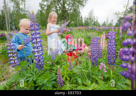 Kids Picking Flowers par côté route (Lupinus polyphyllus, les espèces exotiques envahissantes) Banque D'Images