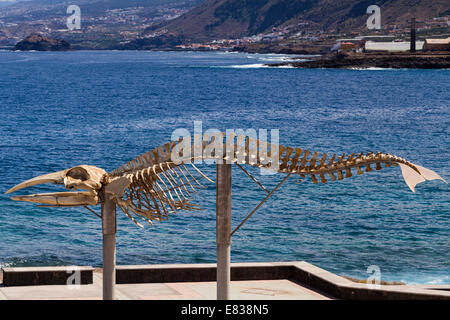 Balaennoptera boreales, squelette de rorqual sei sur la côte à Los Silos à Tenerife, Îles Canaries, Espagne. Banque D'Images