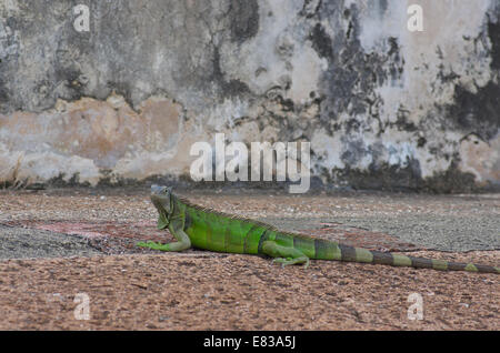 Un iguane vert, au soleil sur le terrain de Castillo de San Cristobal à Old San Juan, Puerto Rico. Banque D'Images