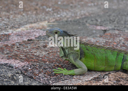 Un iguane vert, au soleil sur le terrain de Castillo de San Cristobal à Old San Juan, Puerto Rico. Banque D'Images