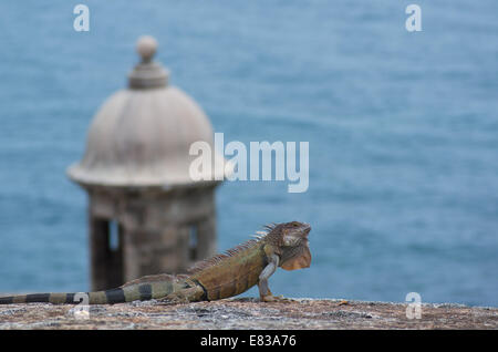 Un iguane vert au soleil sur un vieux mur de château avec l'océan derrière elle dans le Vieux San Juan, Puerto Rico. Banque D'Images