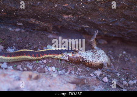 Une Couleuvre rayée de la vallée d'avaler une grenouille à pattes rouges de Californie à Pinnacles National Park, San Benito County, Californie. Banque D'Images