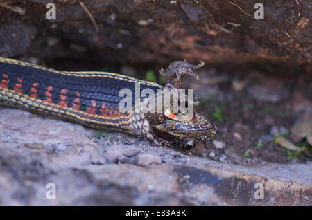 Une Couleuvre rayée de la vallée d'avaler une grenouille à pattes rouges de Californie à Pinnacles National Park, San Benito County, Californie. Banque D'Images