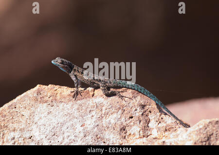 Un Schott's (Urosaurus ornatus schottii) perché sur un rocher dans l'Alamo Canyon, tuyau d'Organe National Monument, Arizona. Banque D'Images