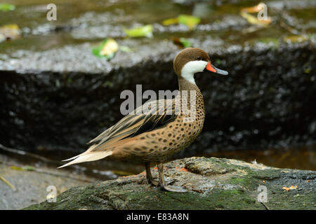 Beautiful Red-billed Teal (Anas erythrorhyncha) reposant sur le sol Banque D'Images
