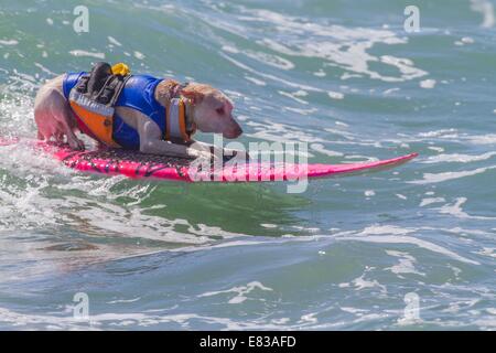 28 septembre 2014 - Huntington, CA, US - Célèbre Unleashed de Petco Surf City Surf Chiens Concours lâ¨ sont venus de tous les coins du pays pour soutenir la concurrence dans les eaux au large de Huntington Beach, CA. Certains participants sont venus d'aussi loin que le Brésil. La plage était bondée de spectateurs, sur les amateurs de chiens, et des surfeurs. Il y avait plusieurs catégories de petits chiens à grande..vu ici :.le sucre rescue dog surf en fine style (crédit Image : © Daren Fentiman/Zuma sur le fil) Banque D'Images