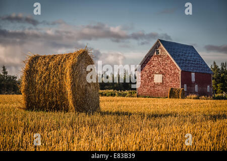 Bottes de foin et vieille grange rouge dans les régions rurales de l'Île du Prince-Édouard, Canada. Banque D'Images