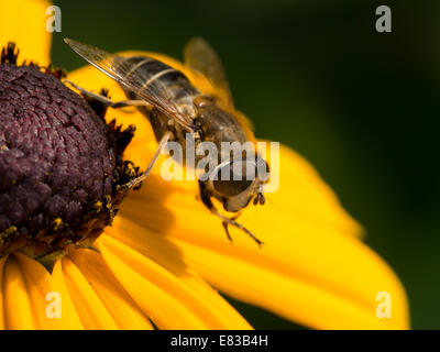 Wasp en appui sur le cône jaune fleur Banque D'Images