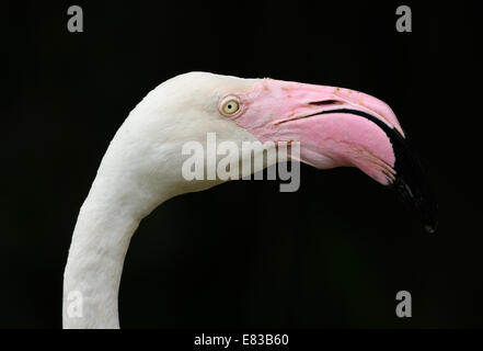 Beau flamant rose (Phoenicopterus roseus) l'espèce la plus répandue de la famille flamingo Banque D'Images