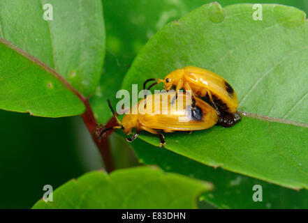 Belle reproduction des insectes sur feuille verte en zone tropicale Banque D'Images