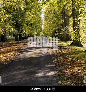 Les walker, Lime soleil avenue bordée d'arbres en automne, Ticknall, Derbyshire, Angleterre, RU Banque D'Images