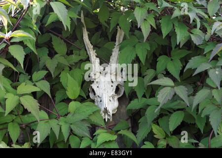 Crâne de cerf avec bois Banque D'Images