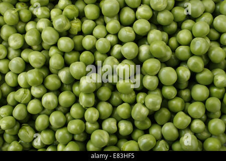 Close up image of 'Hurst Green pea Pisum sativum' de l'arbre Banque D'Images