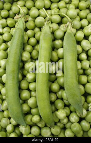 L'Arbre vert pois 'Hurst' gousses sur lit de pois Pisum sativum Banque D'Images