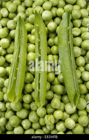 L'Arbre vert pois 'Hurst' gousses sur lit de pois Pisum sativum Banque D'Images