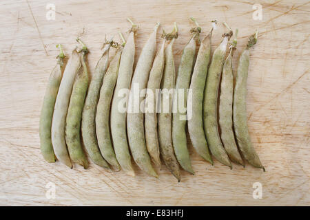 Pois secs 'Hurst Green' de l'arbre en bois gousses sur planche à hacher Pisum sativum Banque D'Images