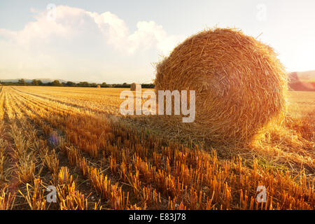 Bottes de foin dans le champ d'or Banque D'Images
