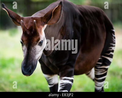 L'okapi (Okapia johnstoni), connu sous le nom de forest girafe ou zèbre girafe, est un proche parent de la girafe. Banque D'Images