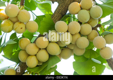 Les ovules matures et des feuilles de ginkgo (Ginkgo biloba) - USA Banque D'Images