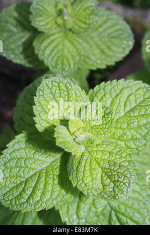 Close up d'apple de plus en plus de menthe Mentha suaveolens jardin Banque D'Images